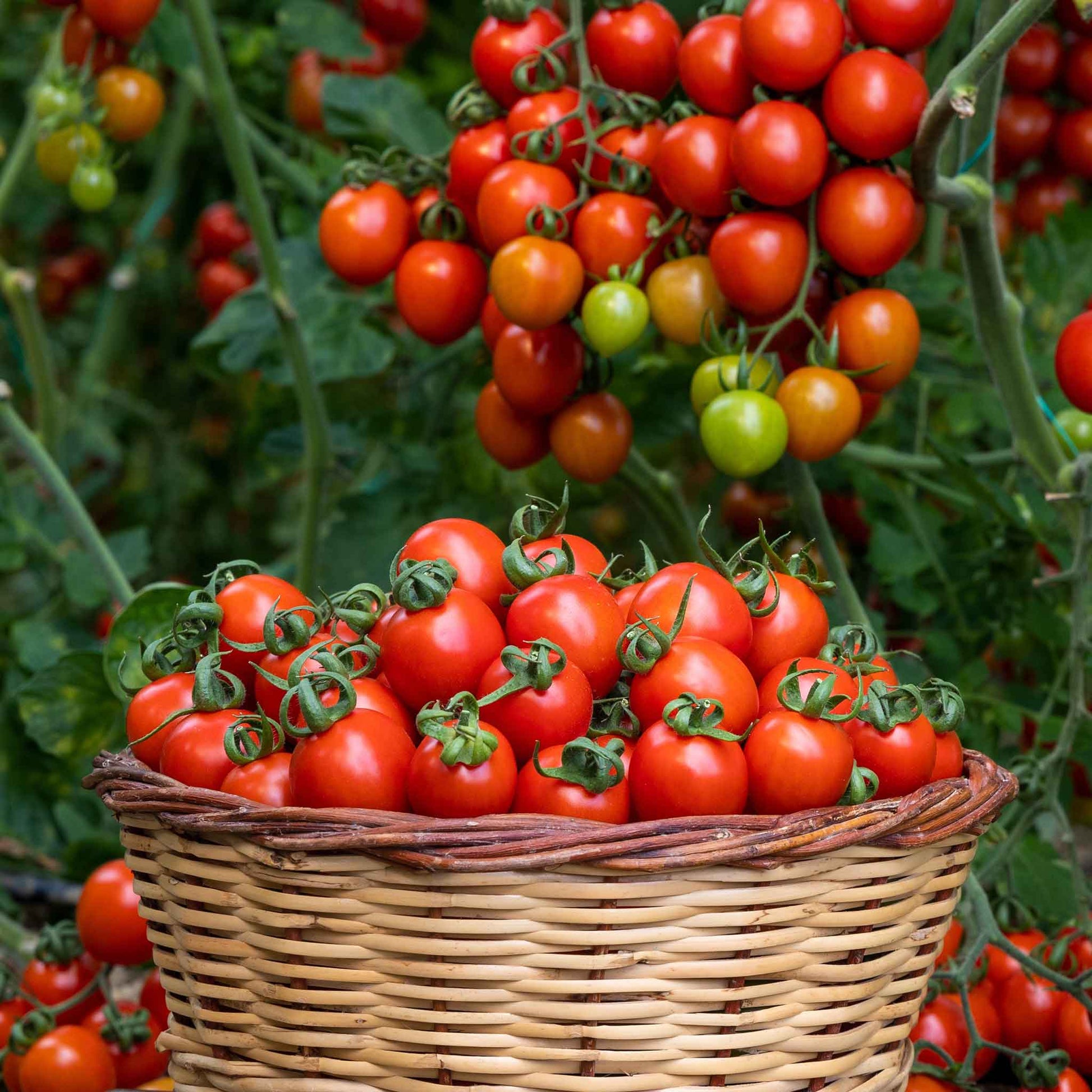 little johnny buys and plants tomato seeds Bulk Tomato Seeds - Sweetie