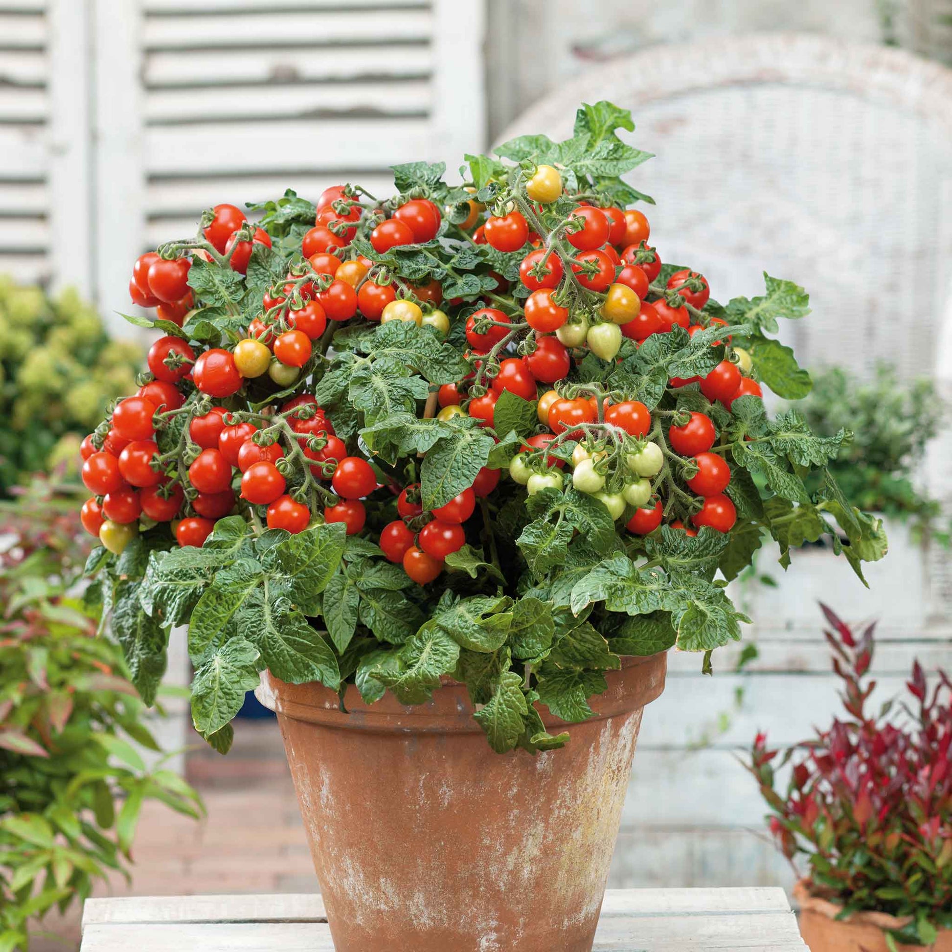 Bulk Tomato Seeds - Tiny Tim | Bulk Seed Store