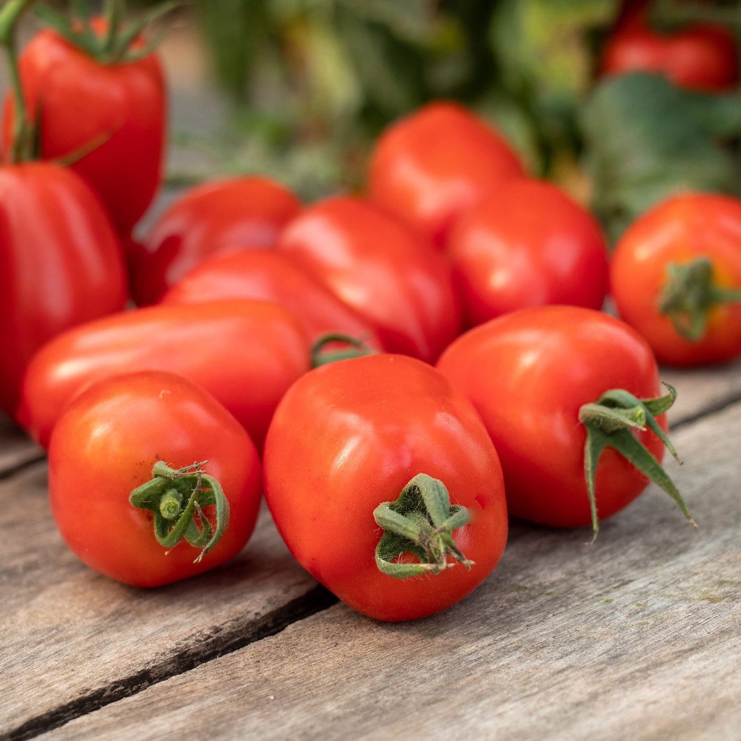 tomato trutti frutti paprika f1