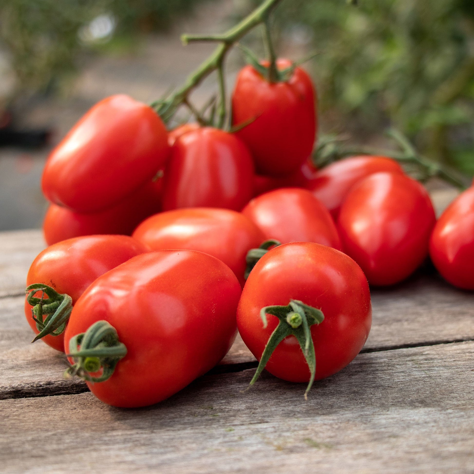 tomato trutti frutti paprika f1