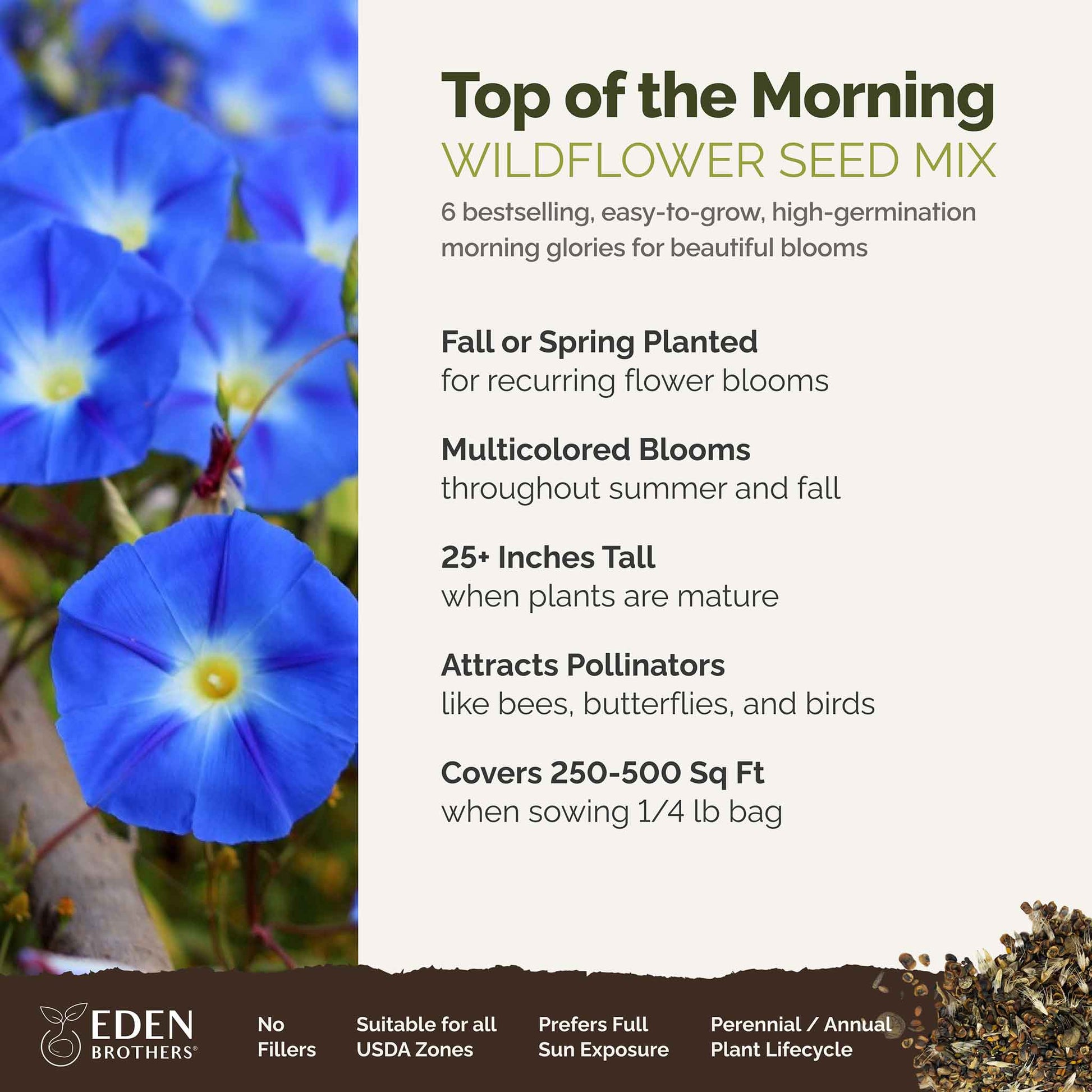morning glory seeds high Bulk Top O The Morning - Morning Glory Flower Seed Mix