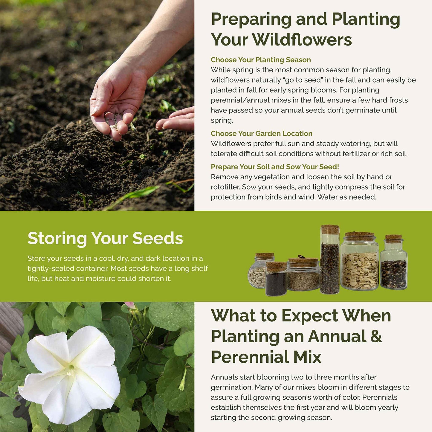 plant your seed in the morning Bulk Top O The Morning