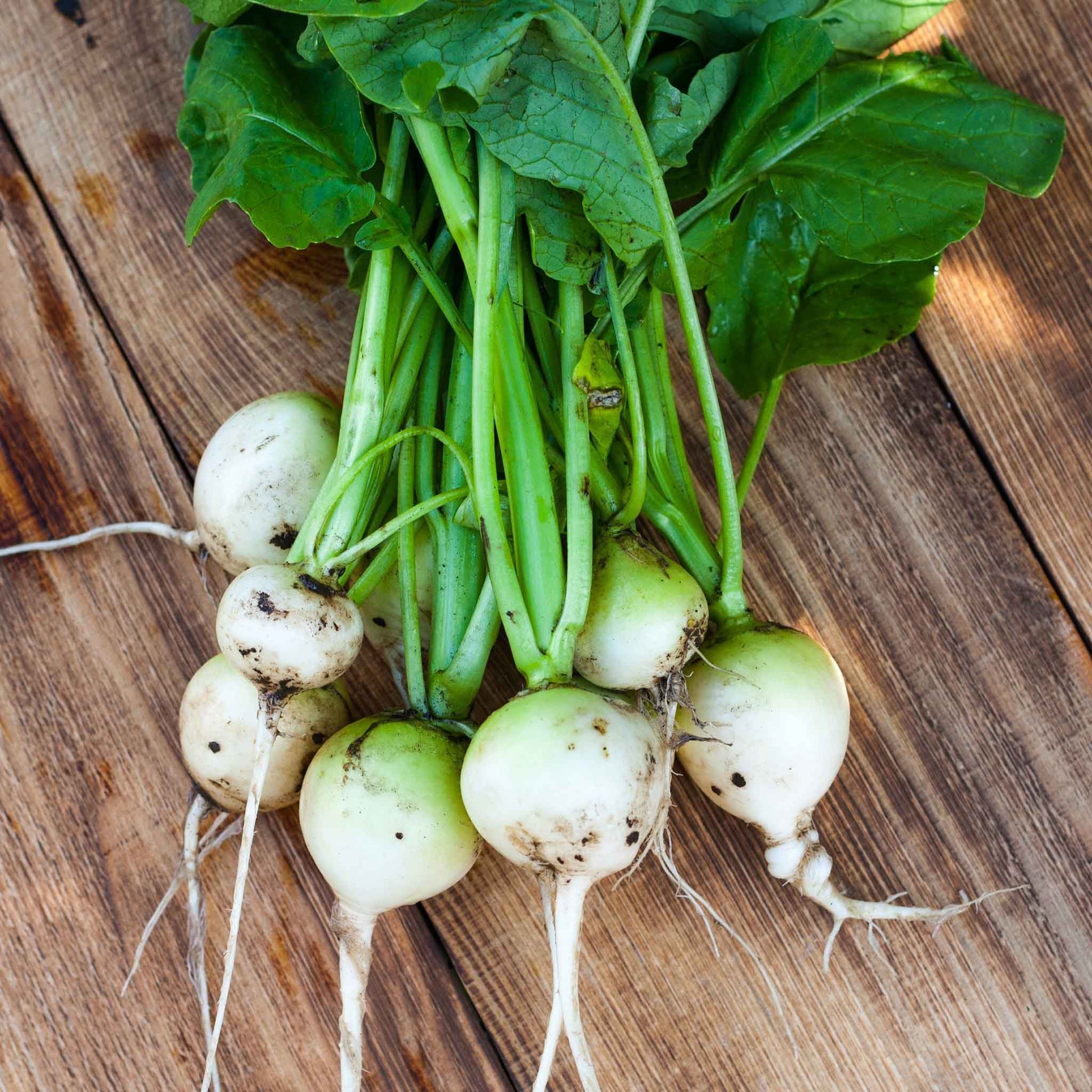 turnip green plant from seeds Bulk Turnip Seeds - White Egg
