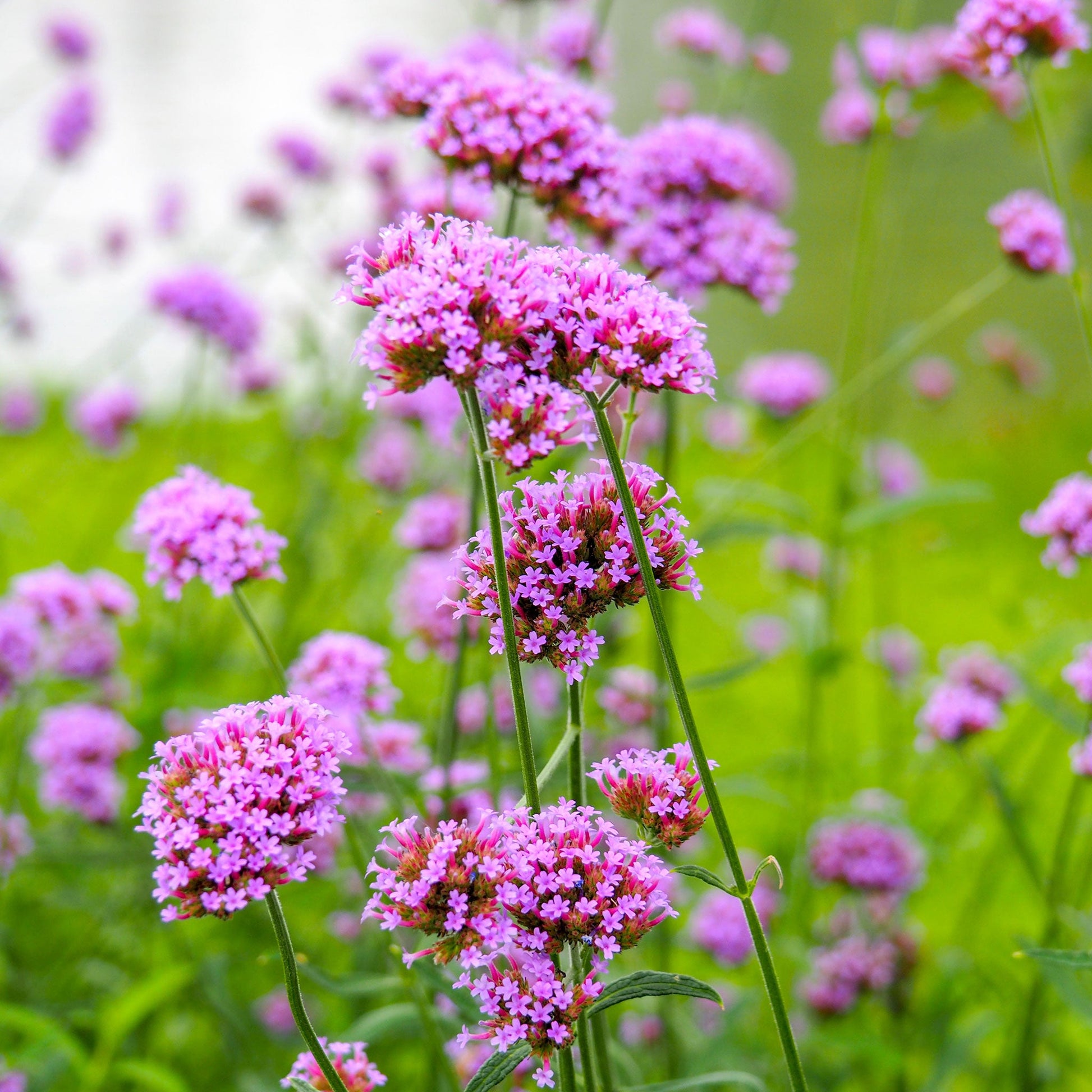 plant verbena seeds Bulk Verbena Seeds