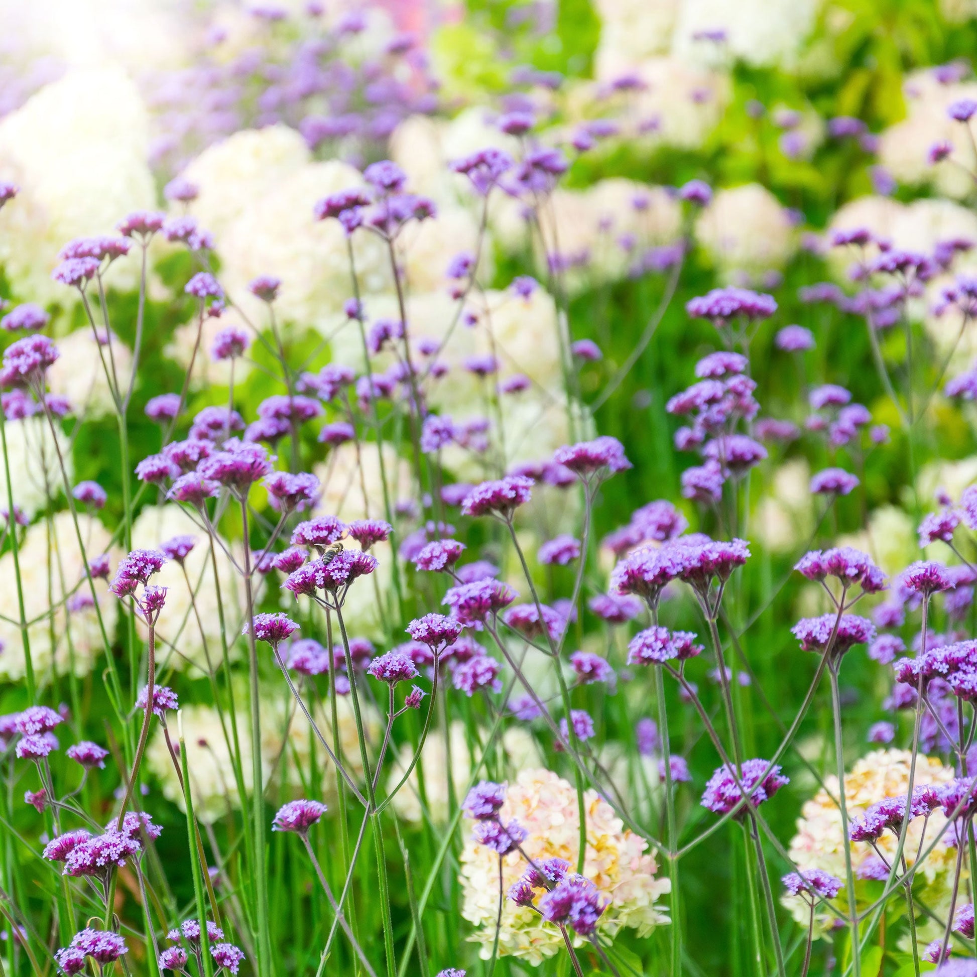 garden verbena seeds Verbena Seeds - Purple Top | Flower Seeds in Packets & Bulk