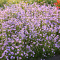 A field of purple verbena vanity with a few red flowers in the background.