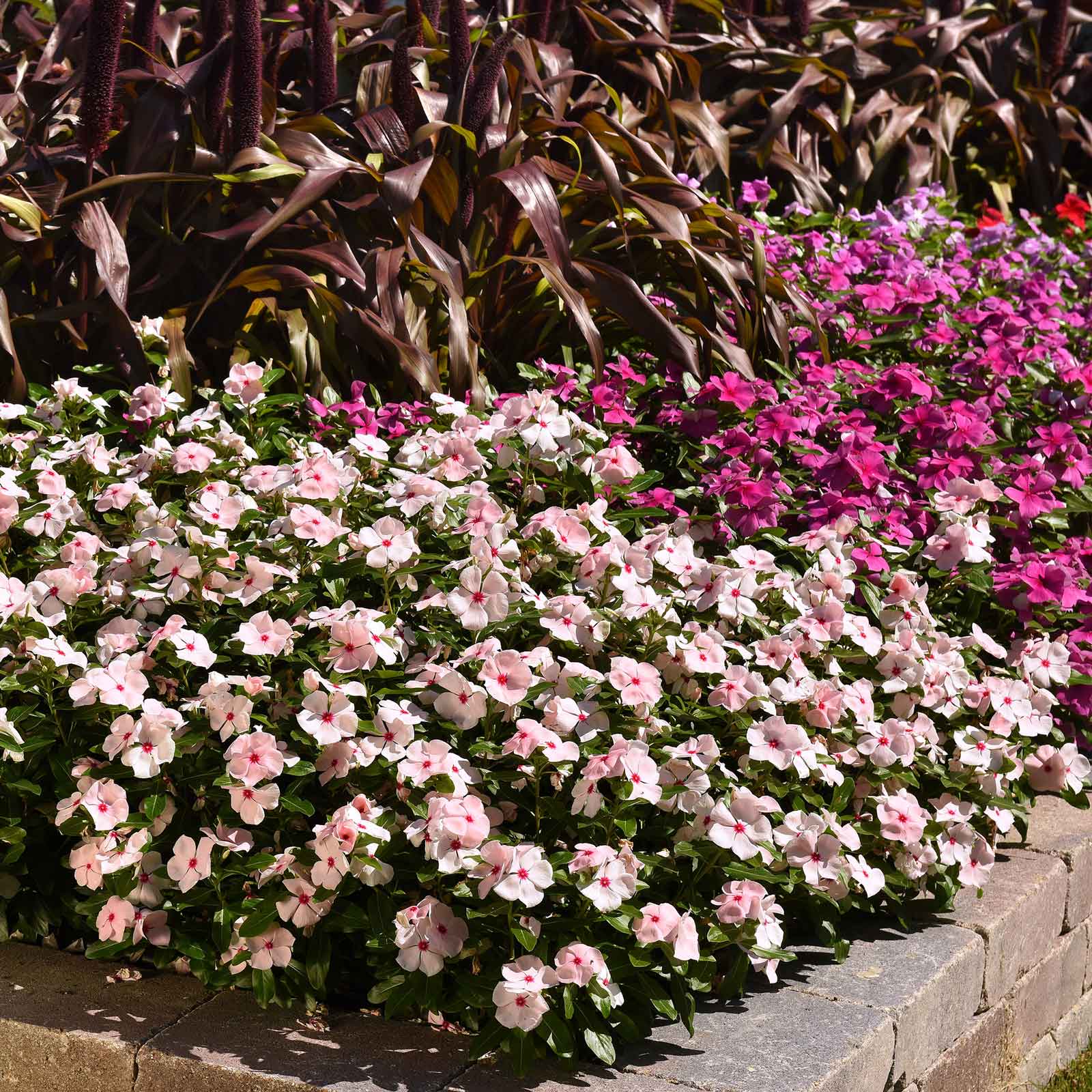 planting vinca seeds Bulk Vinca Seeds - Valiant Apricot