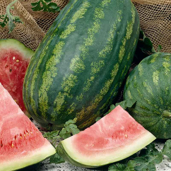 planting jubilee watermelon seeds Bulk Watermelon Seeds - Jubilee Improved