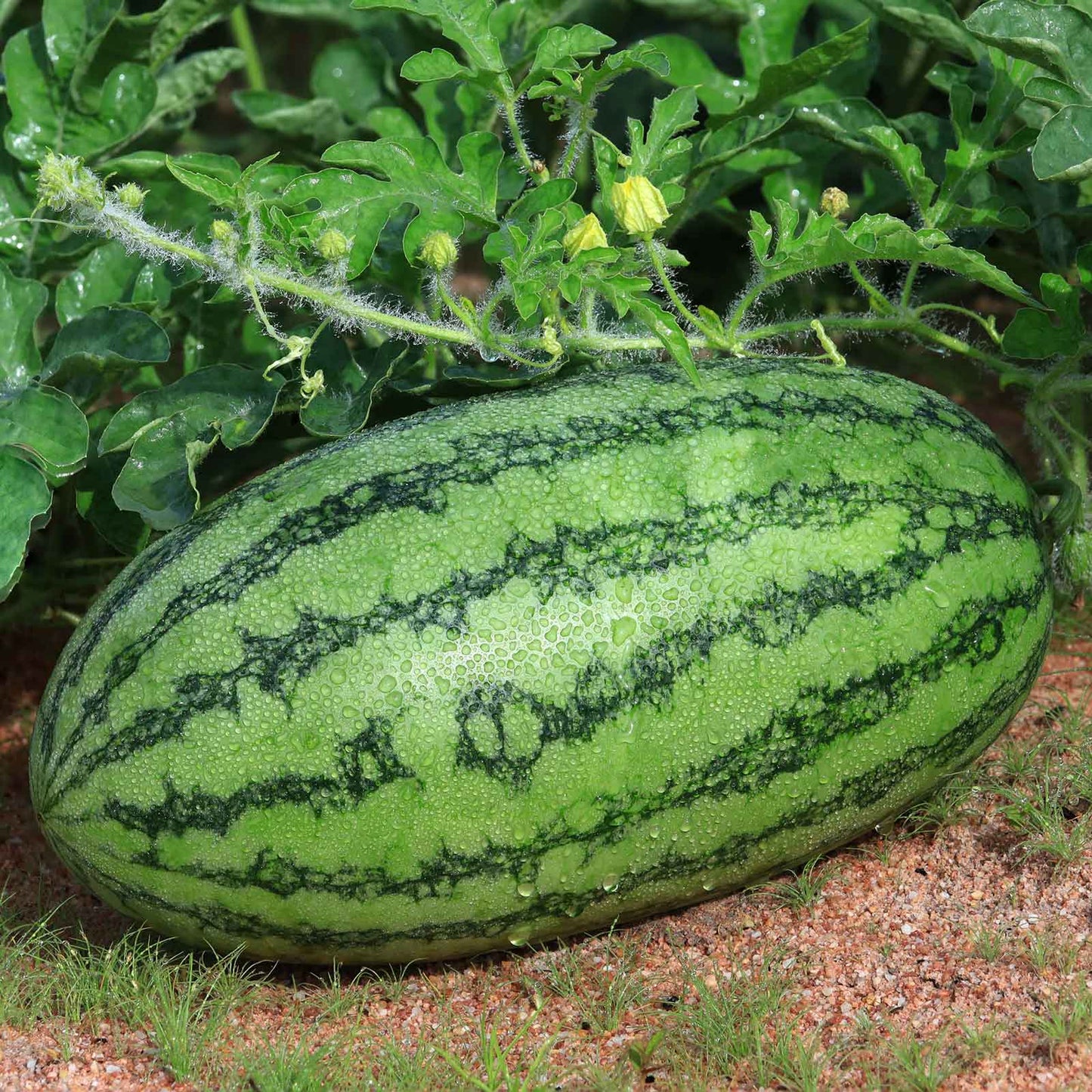 planting jubilee watermelon seeds Bulk Watermelon Seeds - Jubilee Improved