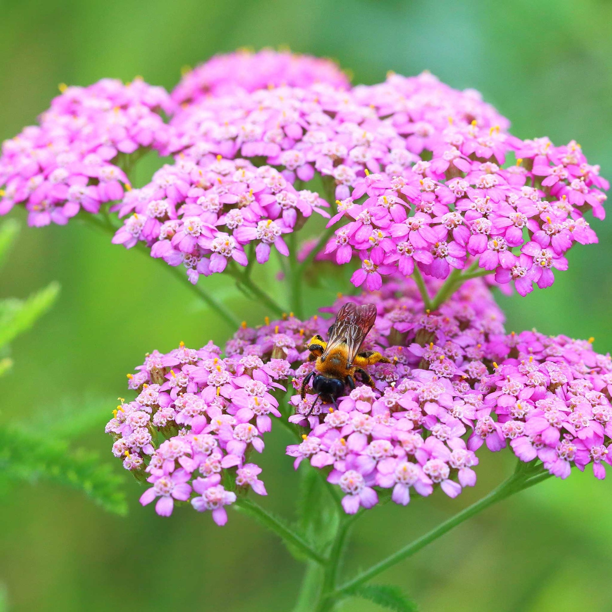 yarrow from seed to flower Bulk Yarrow Seeds