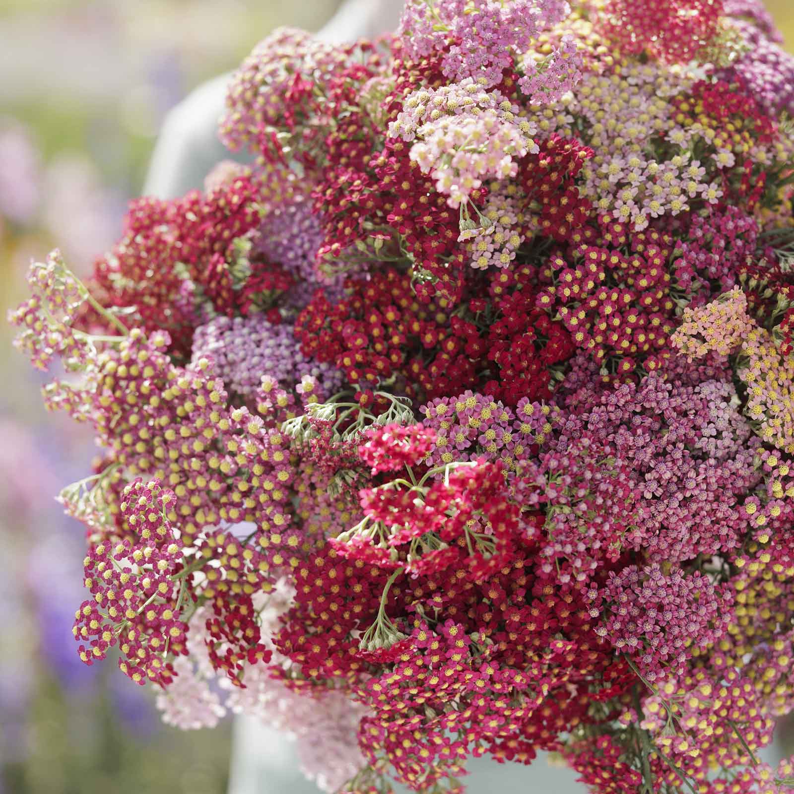 plant yarrow seeds Bulk Yarrow Seeds - Summer Berries