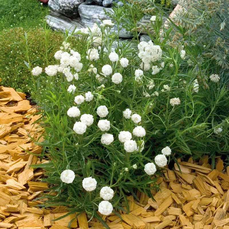 Bulk Yarrow Seeds - Marshmallow