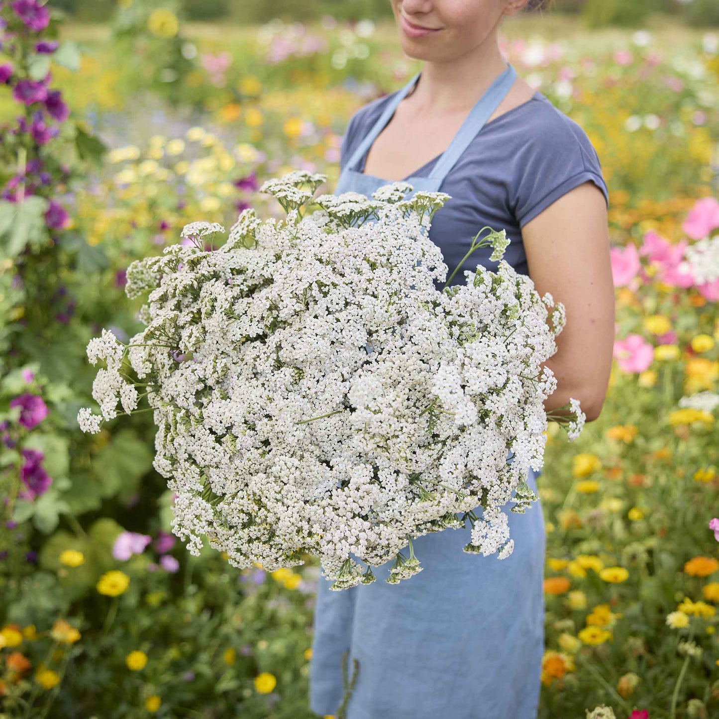plant yarrow seeds Bulk White Yarrow Seeds