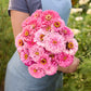 Person holding a bouquet of benary giant bright pink zinnia flowers with a blurred natural background