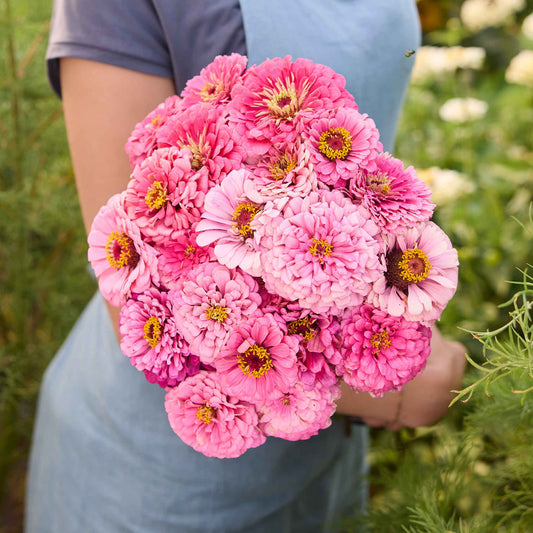 Person holding a bouquet of benary giant bright pink zinnia flowers with a blurred natural background