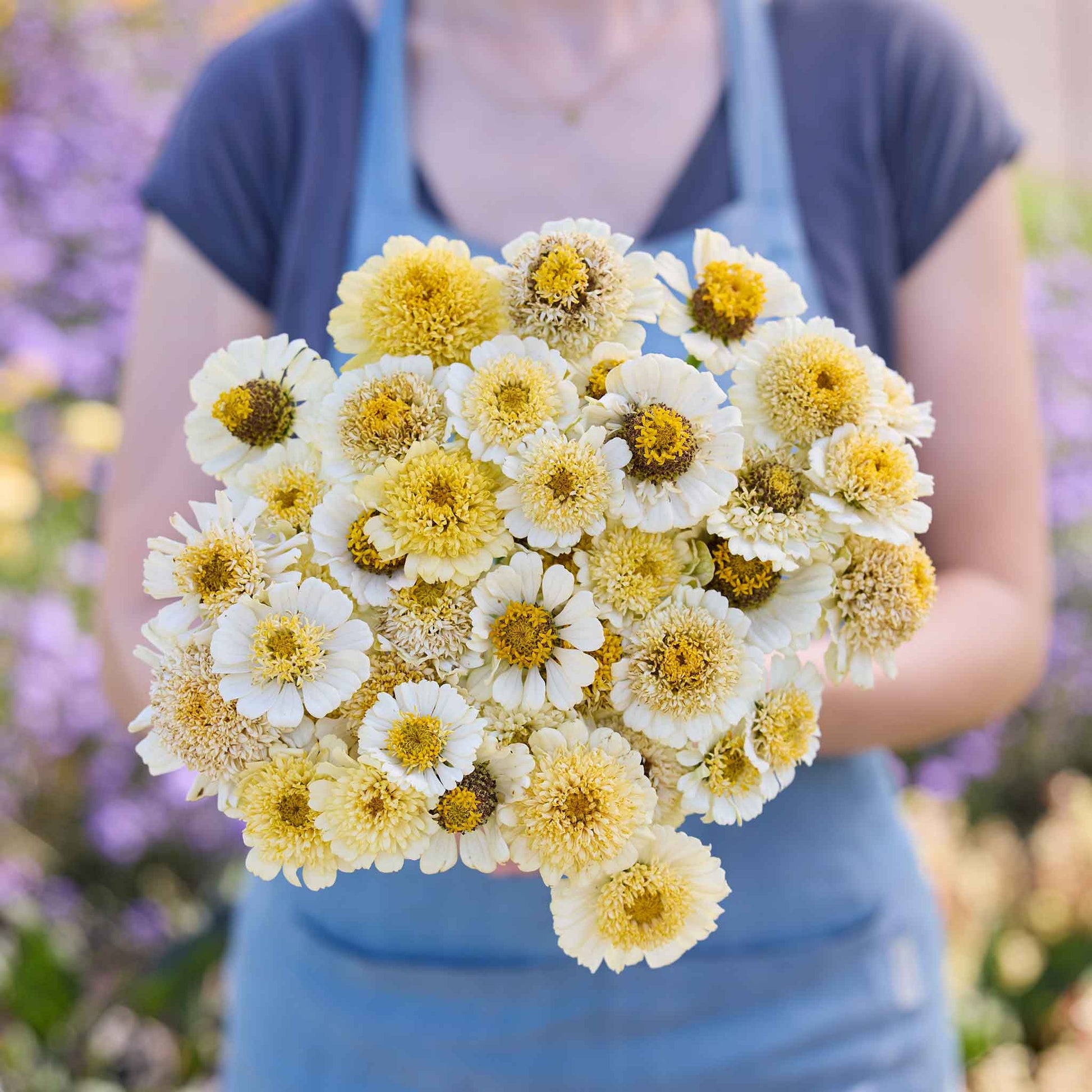zinnia flower seeds bulk Bulk Zinnia Seeds - Cresto! Cream