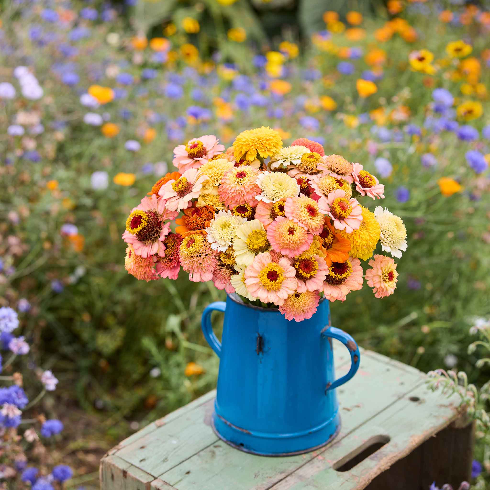 Bulk Zinnia Seeds - Cresto! Peaches and Cream | Bulk Seed Store