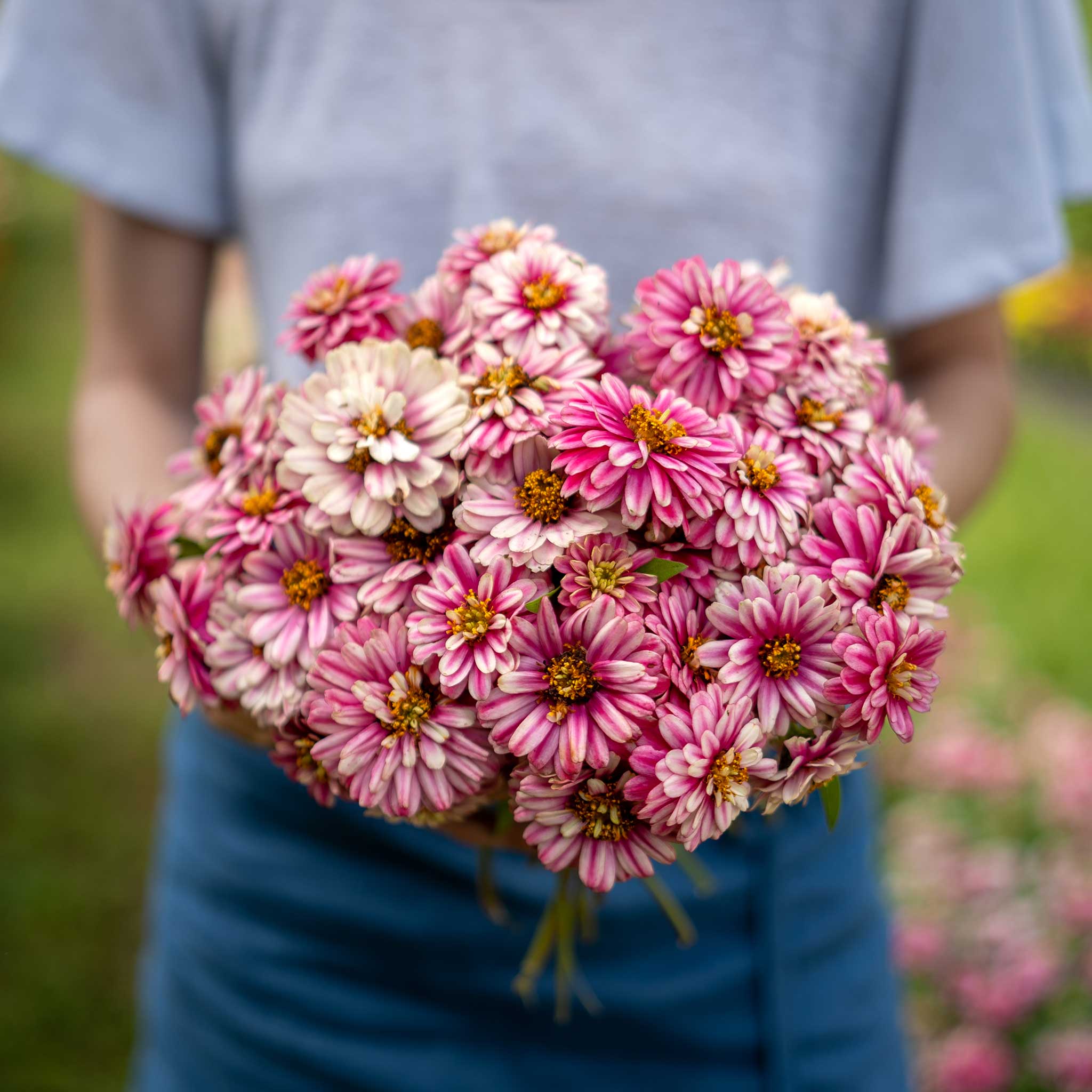 Azalea Raspberry Ripple Zinnia Seeds - Zahara Double Raspberry Ripple | Flower Seeds in Packets ...