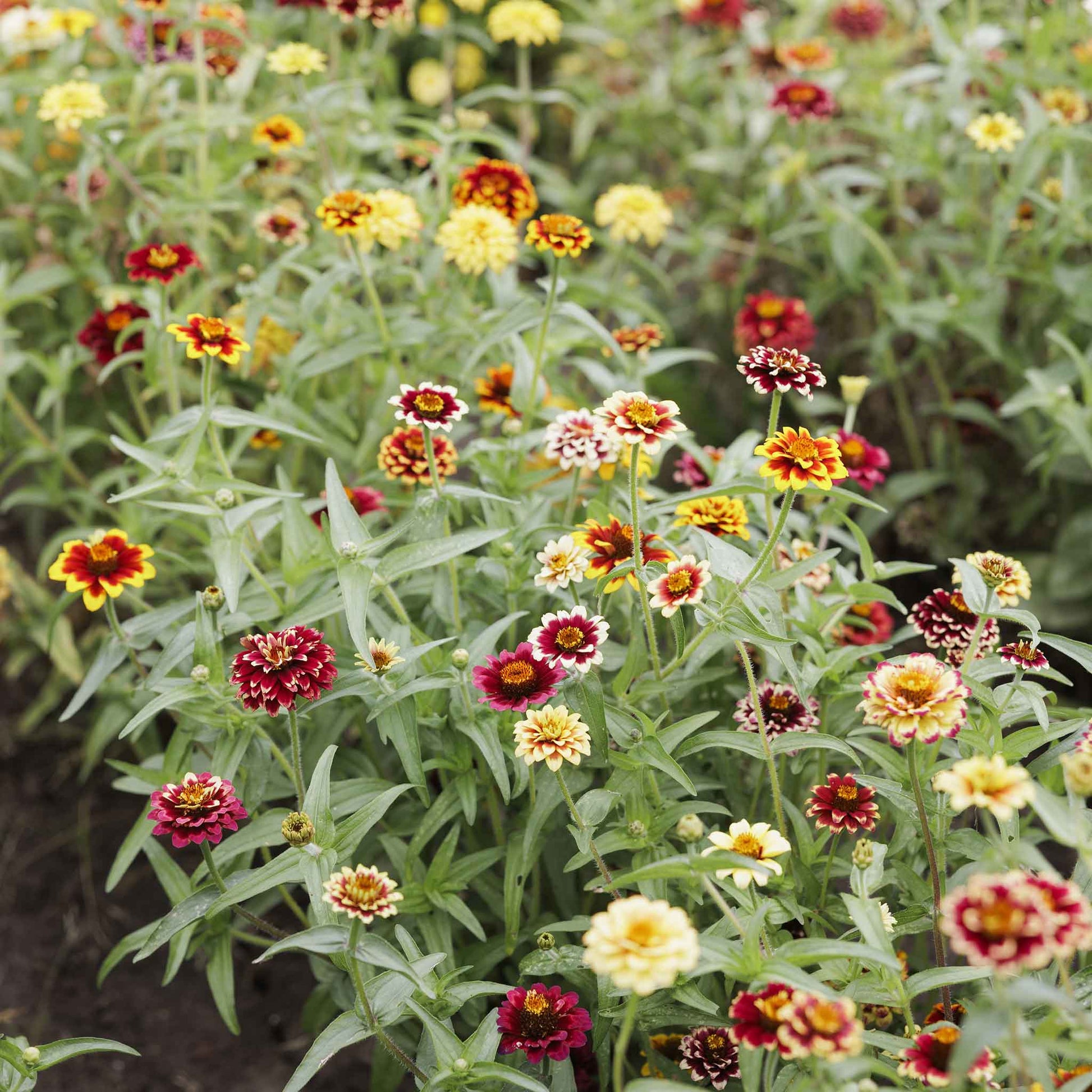 zinnia jazzy mix