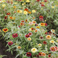 zinnia jazzy mix