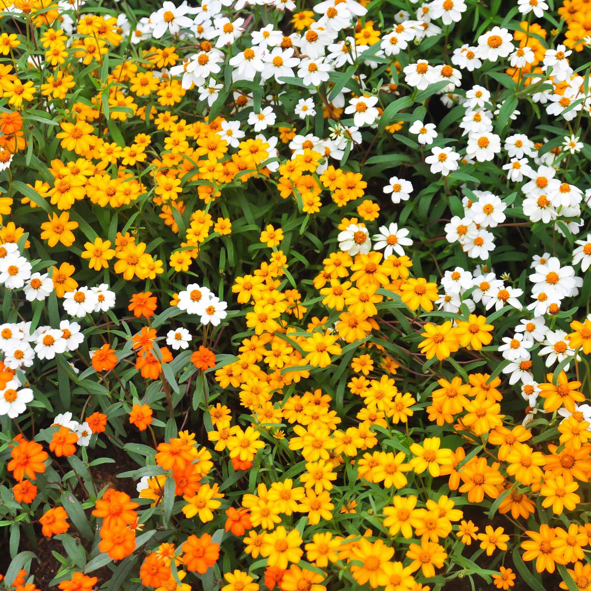 5g mixed zinnia flower seed easy to grow plant Zinnia Seeds - Linearis Mix | Flower Seeds in Packets & Bulk