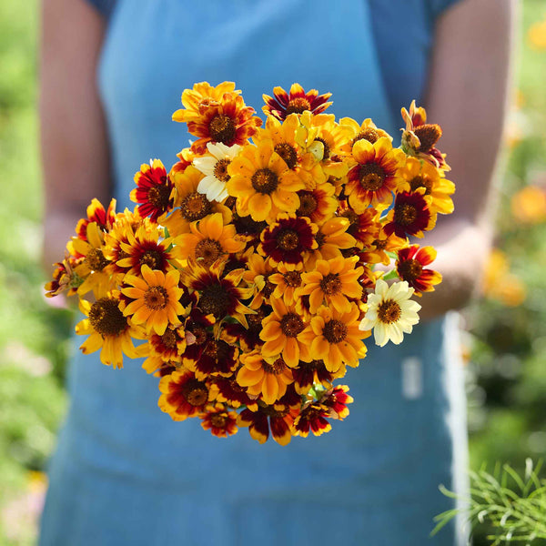 flower seed carpets Bulk Mexican Zinnia Seeds - Persian Carpet