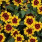 zinnia profusion red yellow bicolor