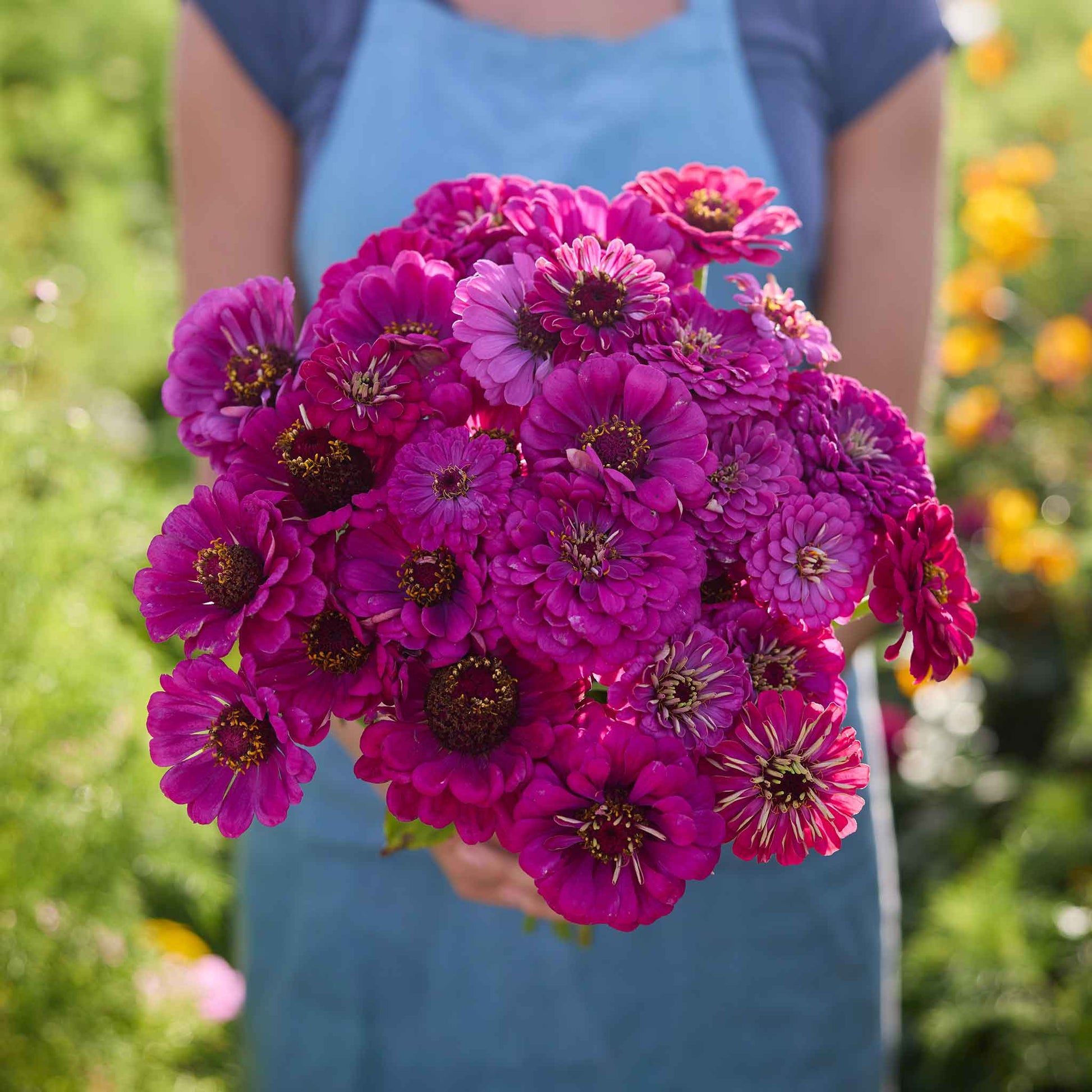 Bulk Zinnia Seeds - Purple Prince