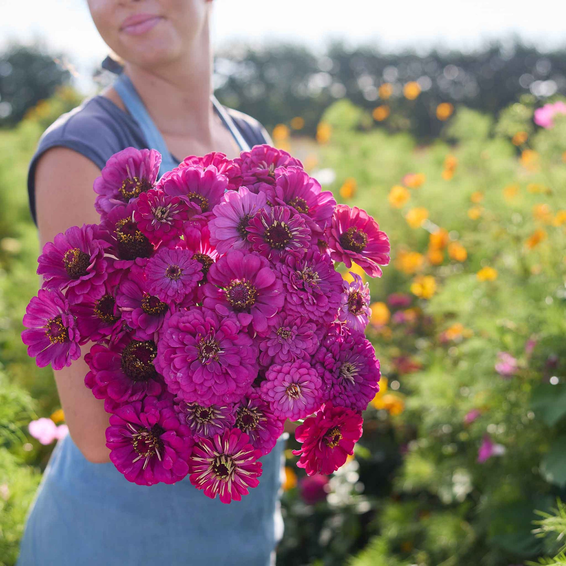 blue lavender queen blue zinnia flower Bulk Zinnia Seeds - Purple Prince