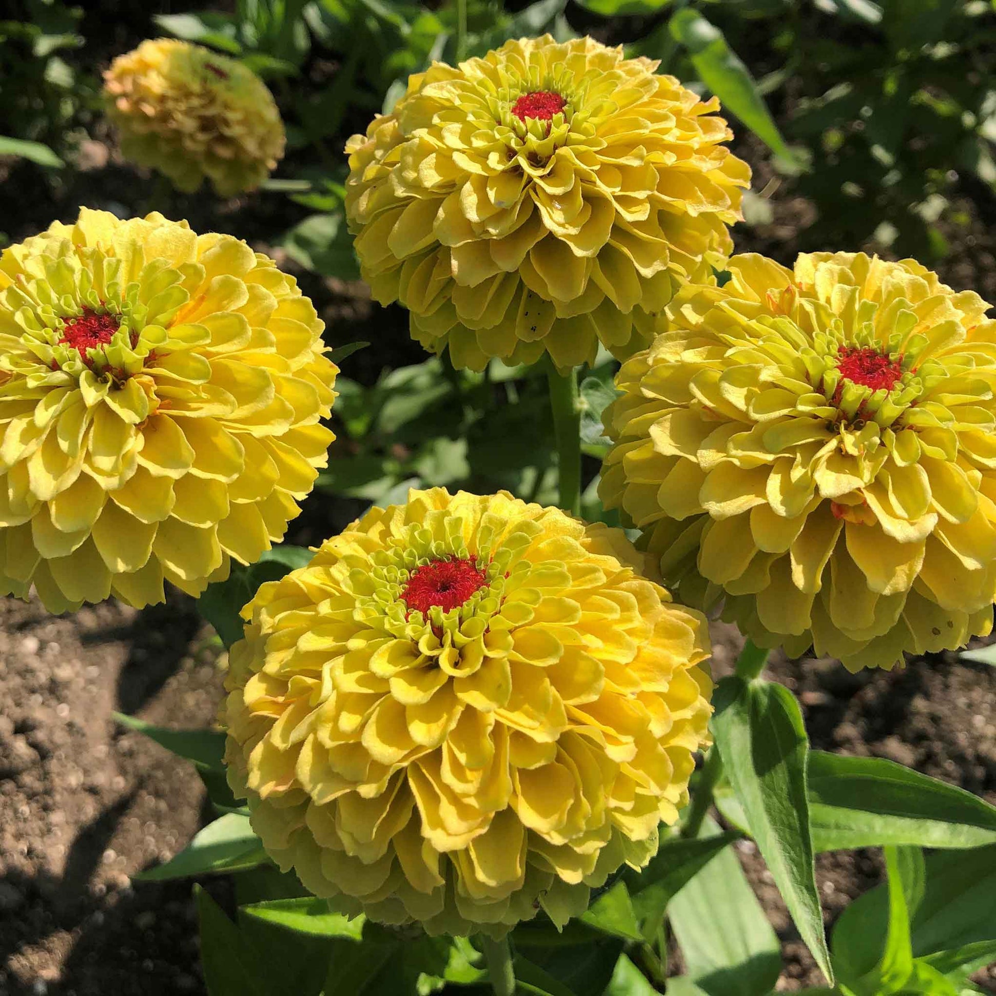 Zinnia Seeds Queeny Lemon Peach Flower Seeds in Packets & Bulk