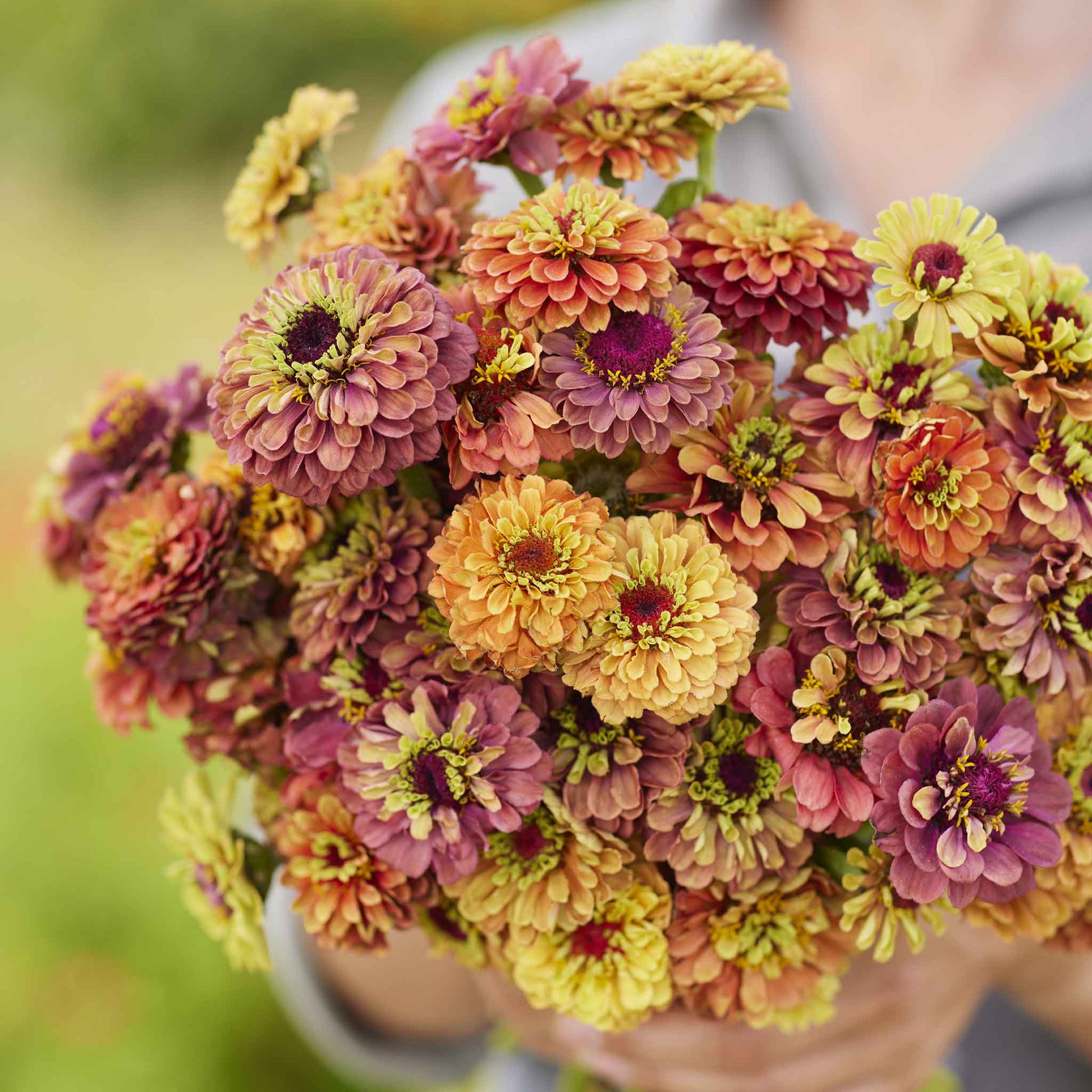 zinnia flower seed mix Zinnia Seeds - Queen Lime Mix | Flower Seeds in Packets & Bulk