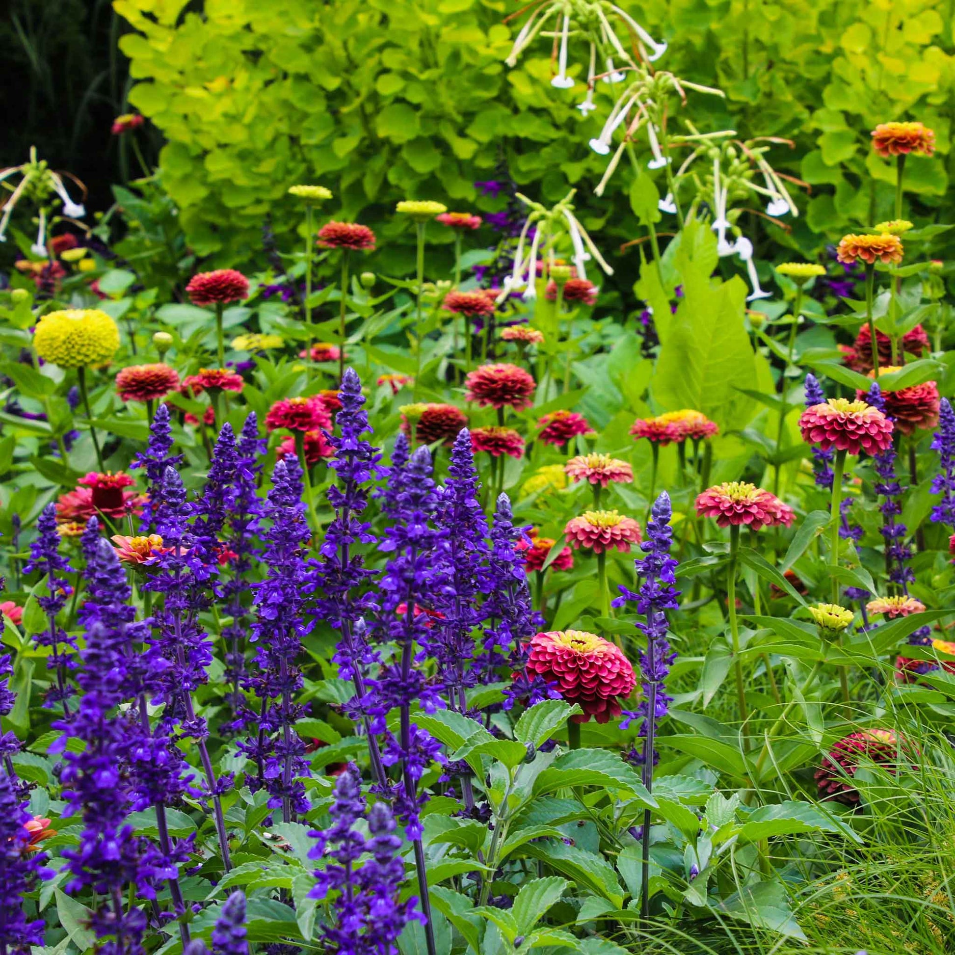 zinnia flower seed mix Zinnia Seeds - Queen Lime Mix | Flower Seeds in Packets & Bulk