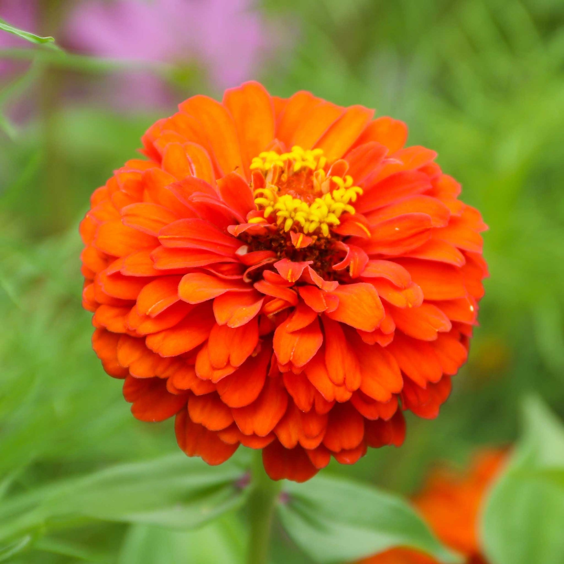 pure seed flower Bulk Zinnia Seeds - Queeny Pure Orange