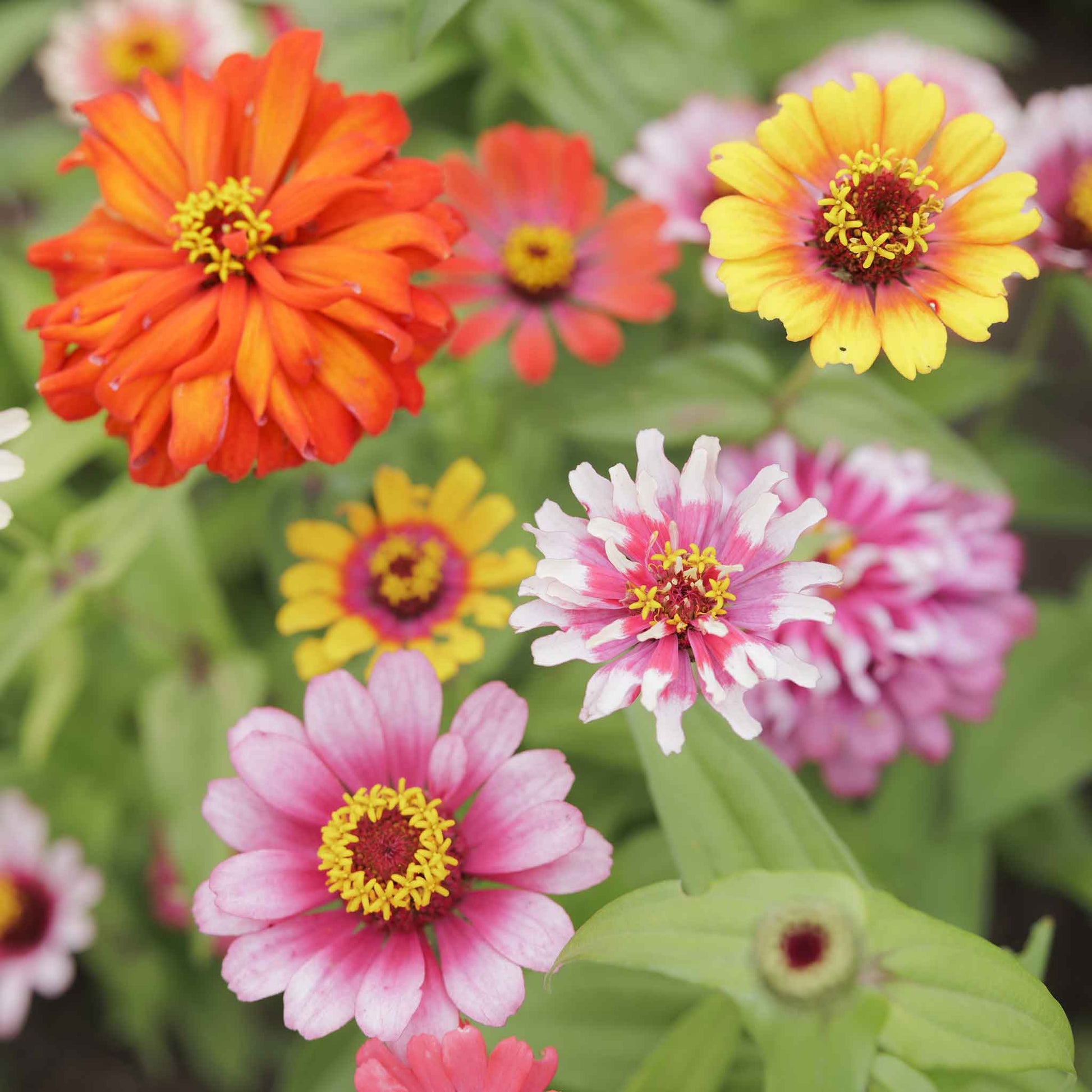 zinnia flower seeds bulk Bulk Zinnia Seeds - Swirls Mixed