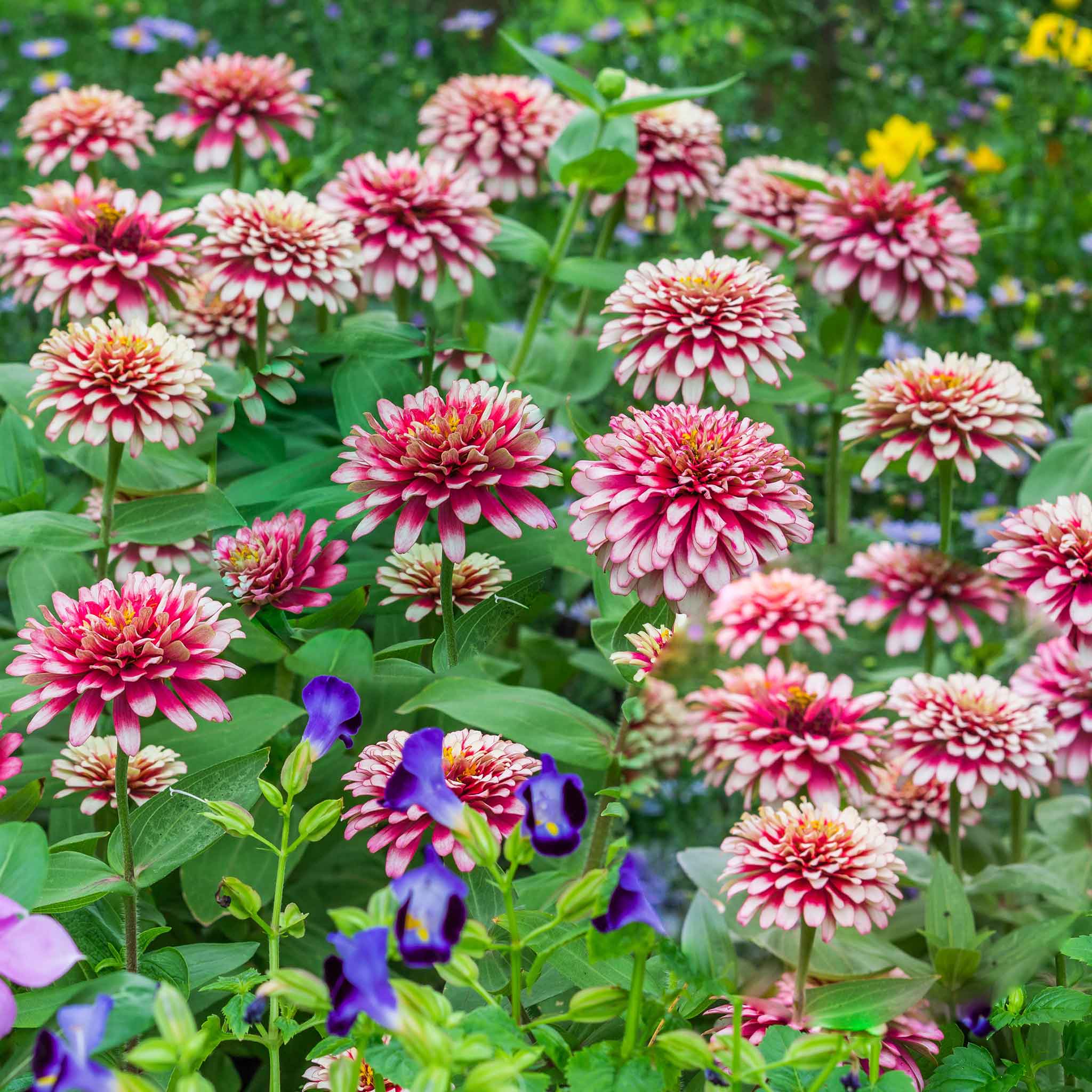 Bulk Zinnia Seeds - Swizzle Cherry & Ivory | Bulk Seed Store