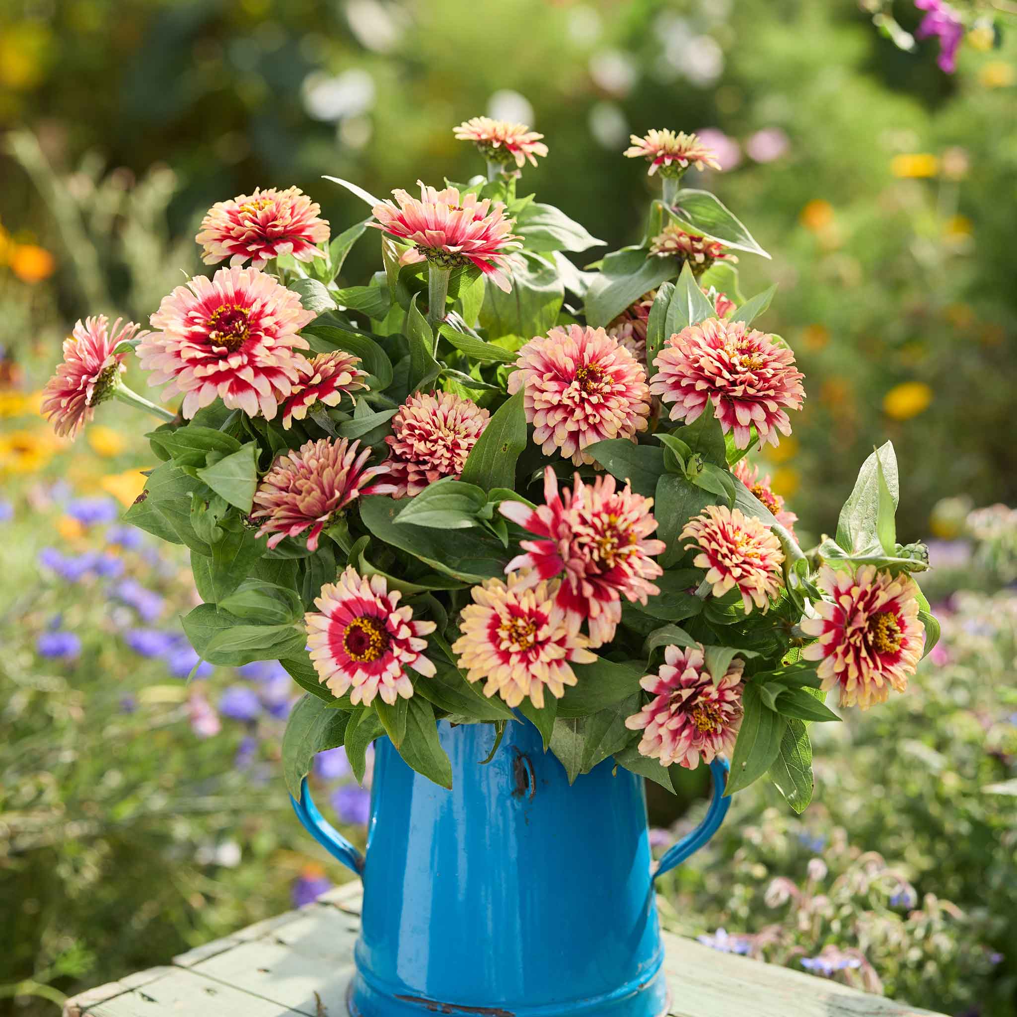 Bulk Zinnia Seeds - Swizzle Cherry & Ivory | Bulk Seed Store