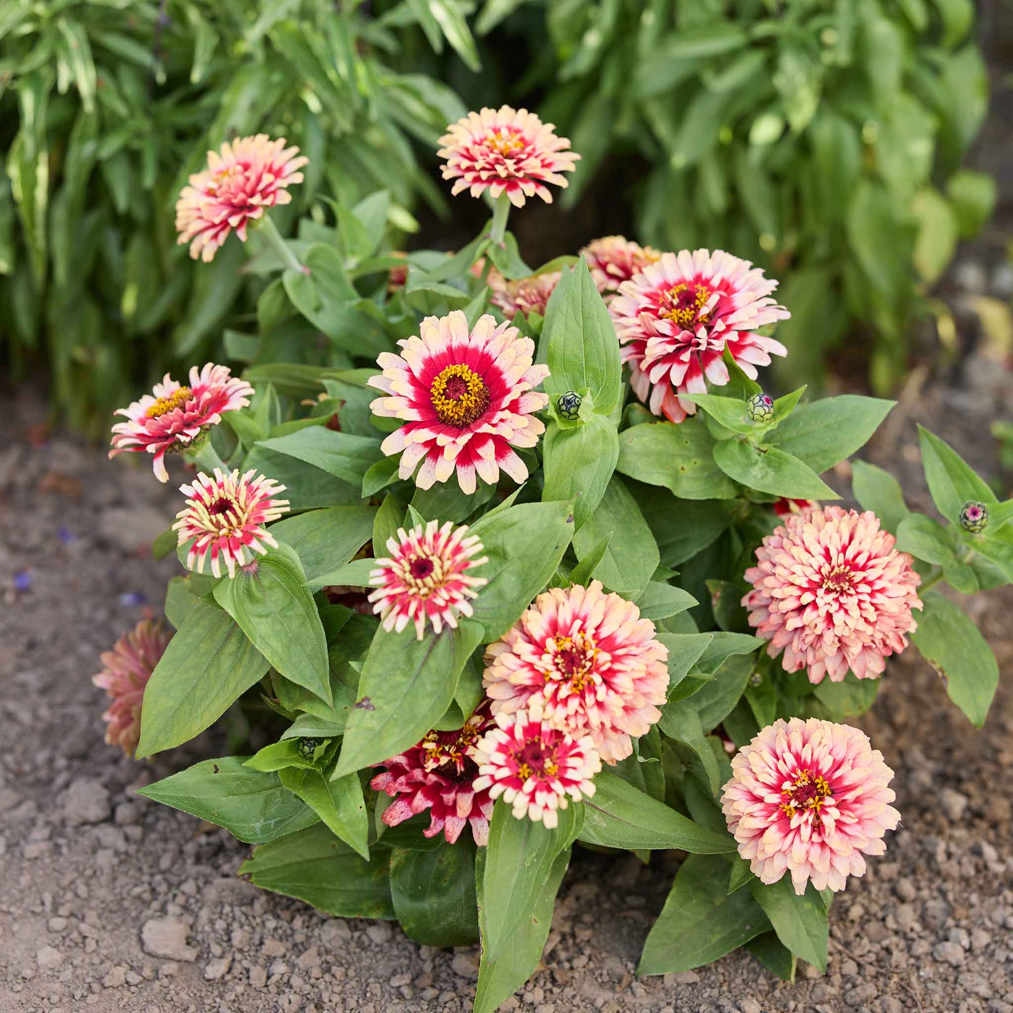 Bulk Zinnia Seeds - Swizzle Cherry & Ivory | Bulk Seed Store