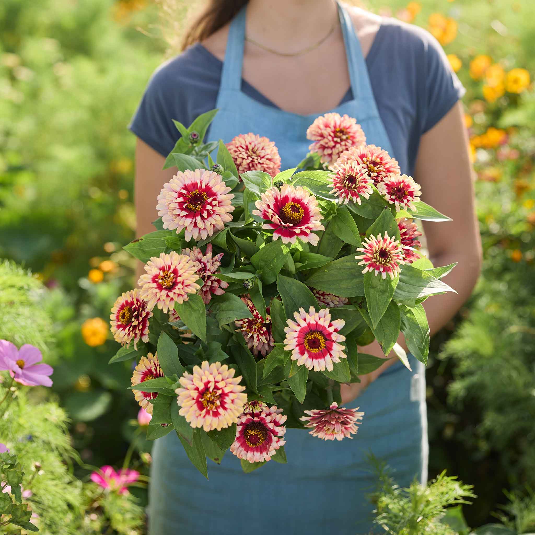 Bulk Zinnia Seeds - Swizzle Cherry & Ivory | Bulk Seed Store