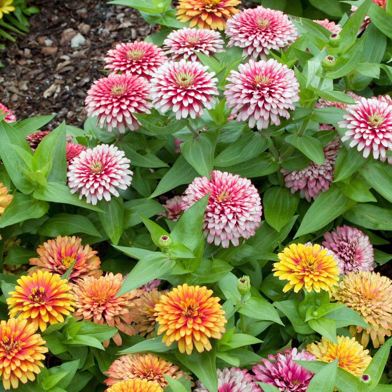 Bulk Zinnia Seeds - Swizzle Mix | Bulk Seed Store