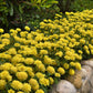 zinnia zahara double yellow