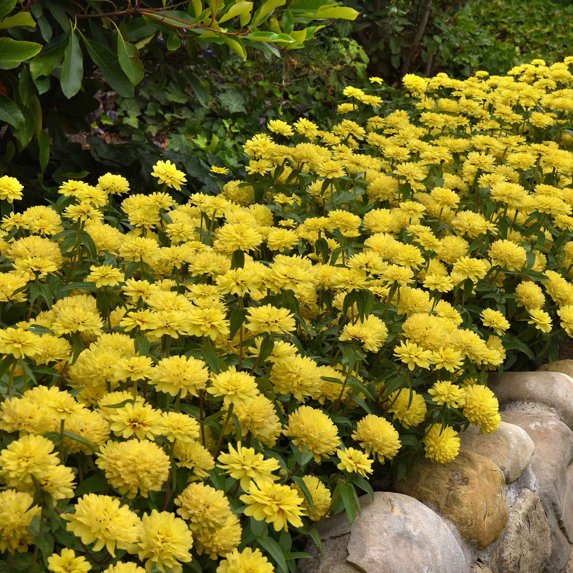 zinnia zahara double yellow