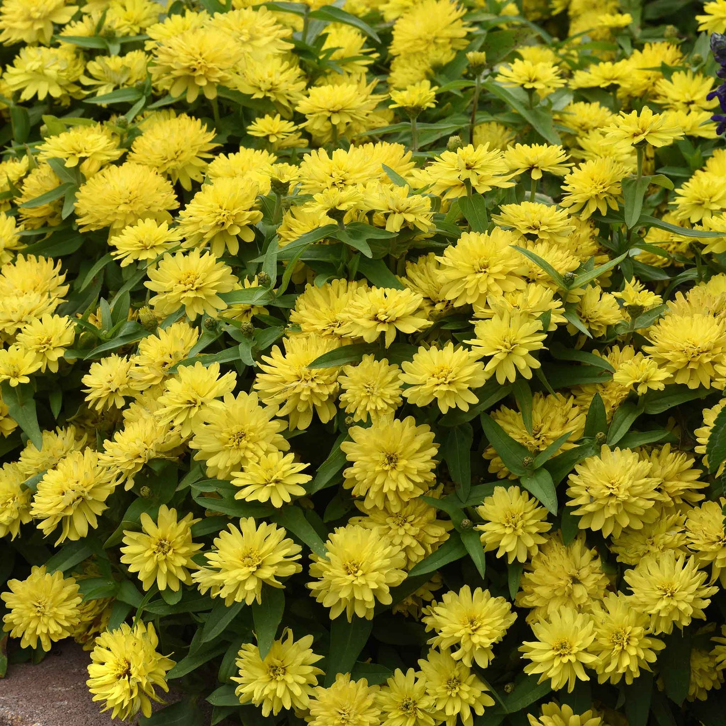 zinnia zahara double yellow