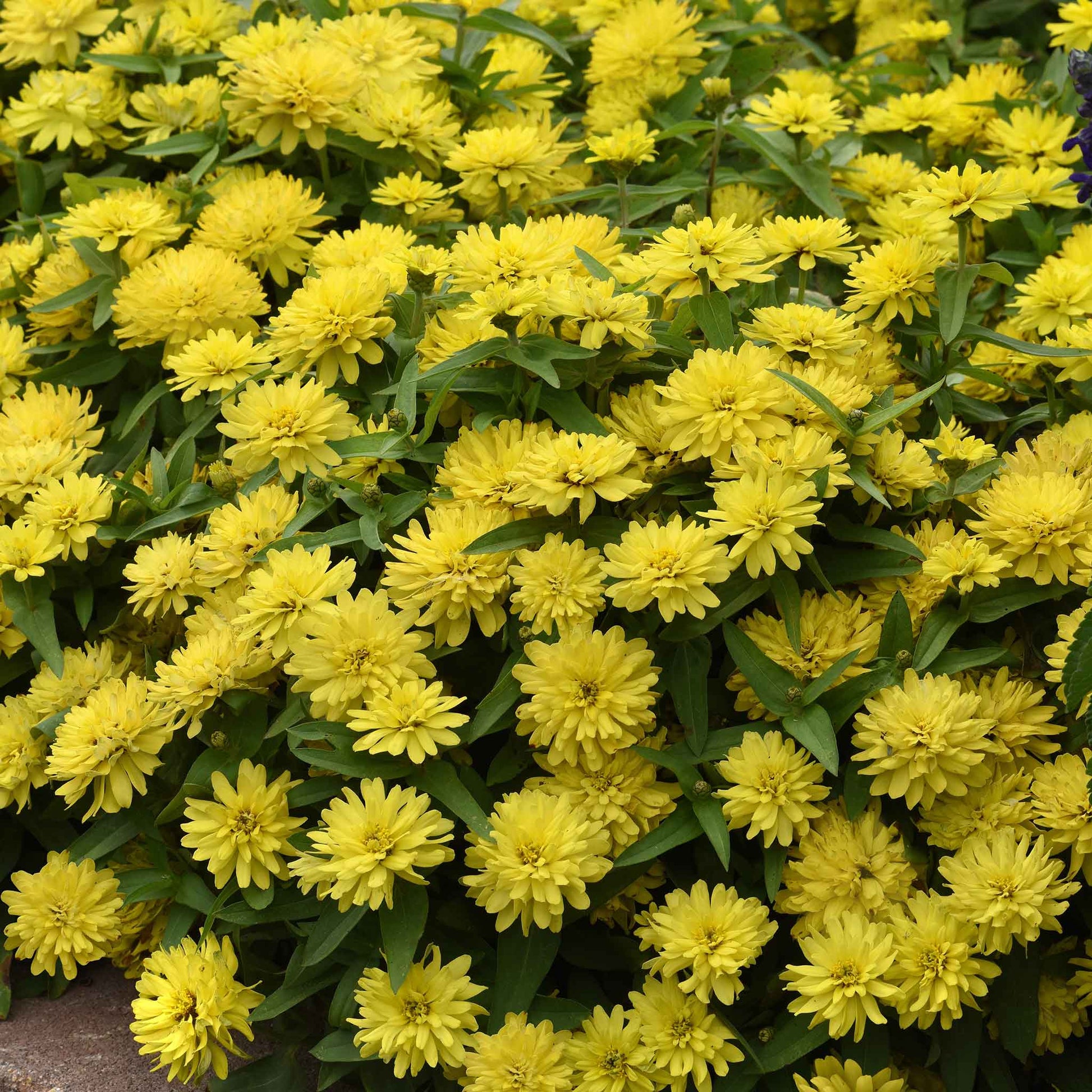 zinnia zahara double yellow