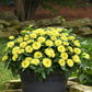zinnia zahara double yellow