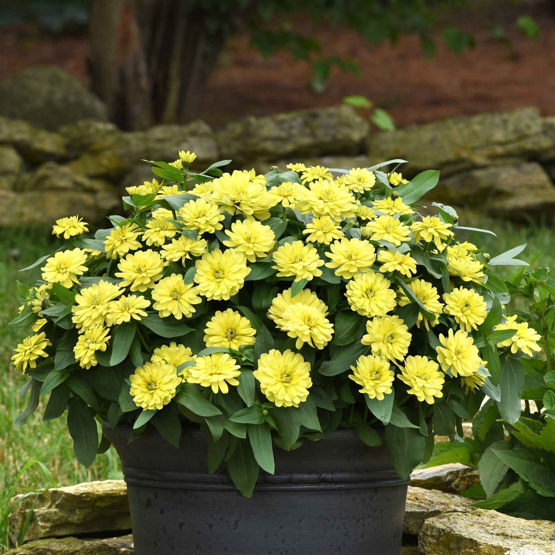 zinnia zahara double yellow