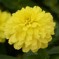 zinnia zahara double yellow