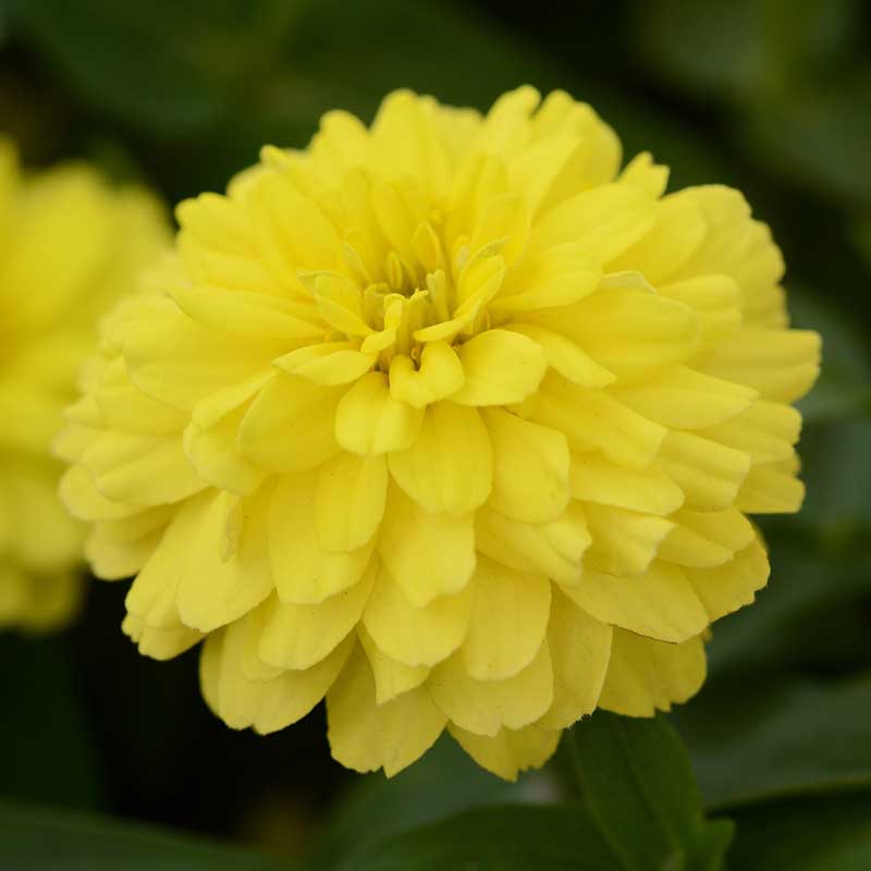 zinnia zahara double yellow