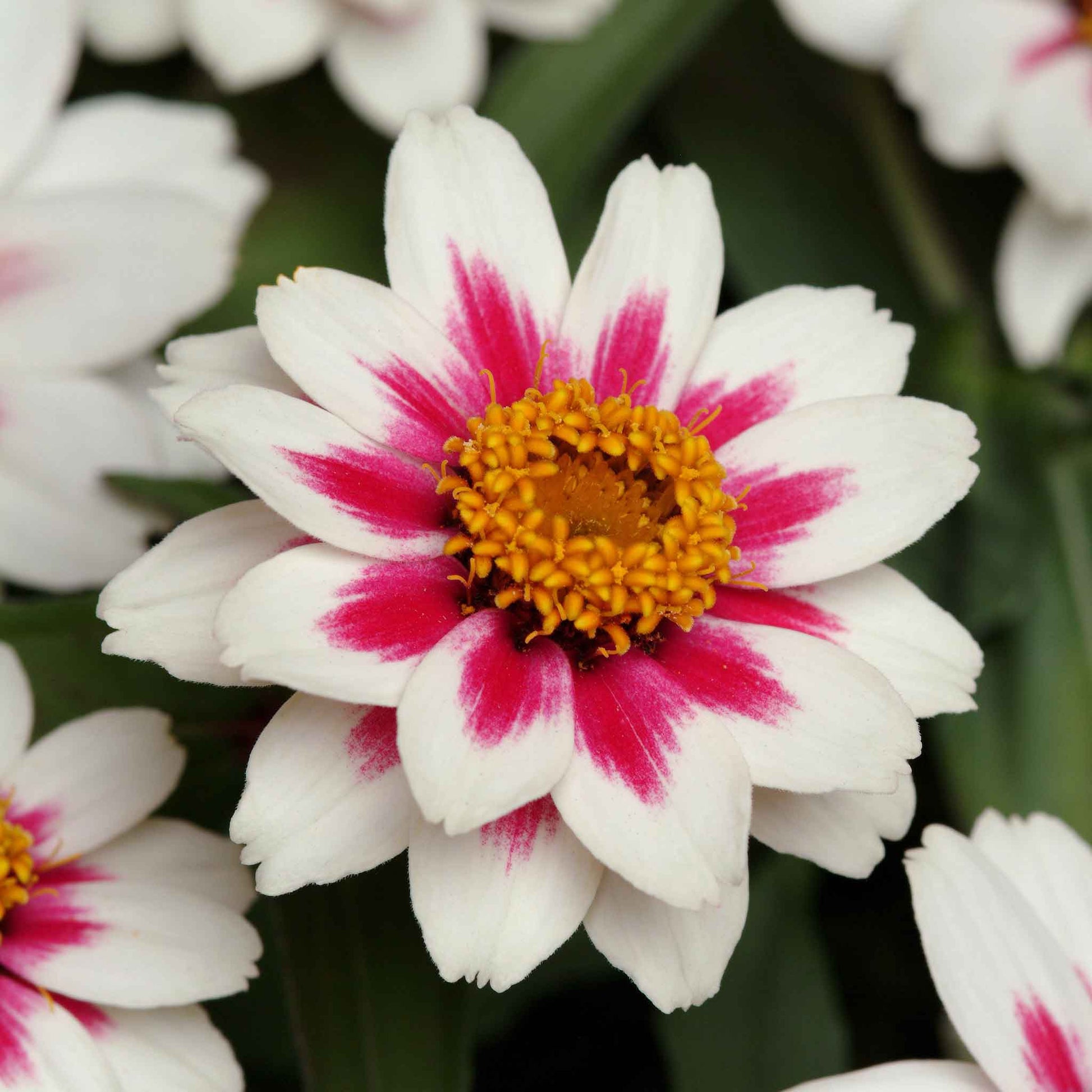 zinnia zahara starlight rose