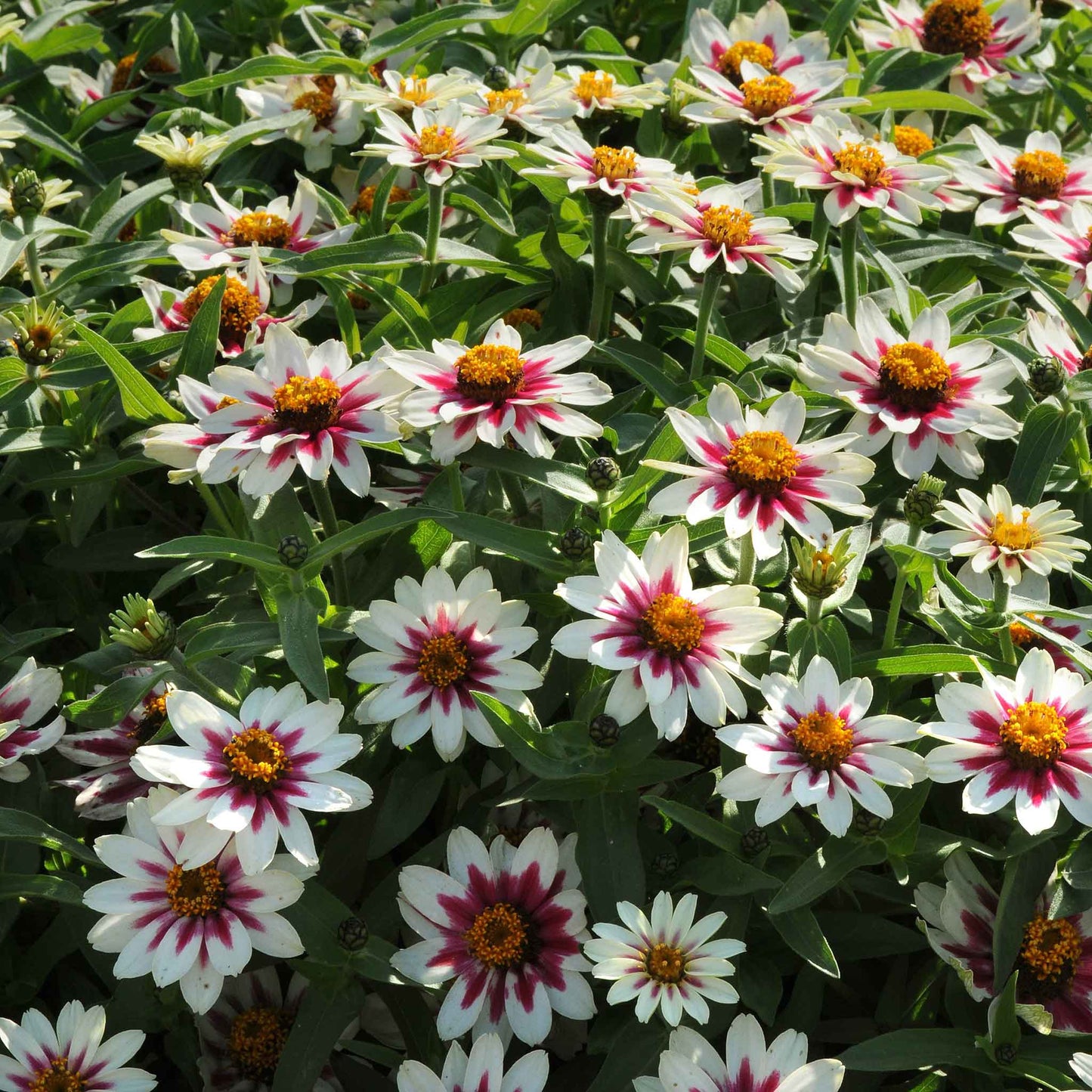 zinnia zahara starlight rose