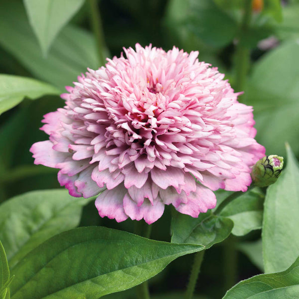 Zinnia Seeds Zinderella Lilac Flower Seeds in Packets & Bulk Bulk